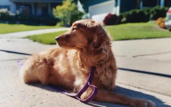 爱你变成害你：伸缩式牵引绳对狗狗真的好吗？