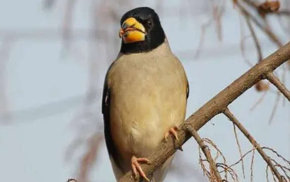 蜡嘴雀怎么分公母?来了解一下吧 蜡嘴雀怎么分公母?来了解一下吧