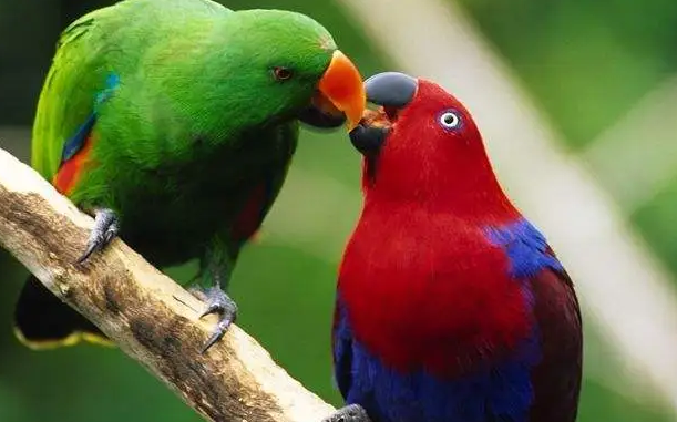 折衷鹦鹉价格多少？来看看吧