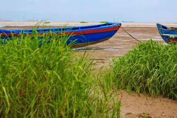 全面认识水草：鱼缸里放水草不一定是好的