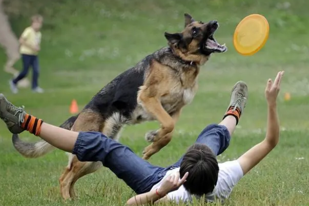 想和狗狗玩飞盘狗狗老是拒绝怎么办？教大家一招