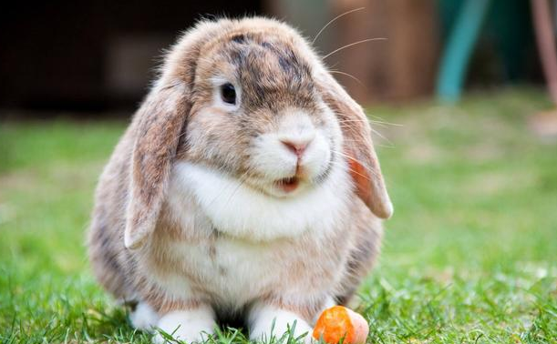 垂耳兔从饲养到认主人只需要这么久就可以了！