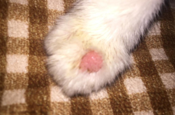 猫爪子上有猫癣怎么办？该这样做！