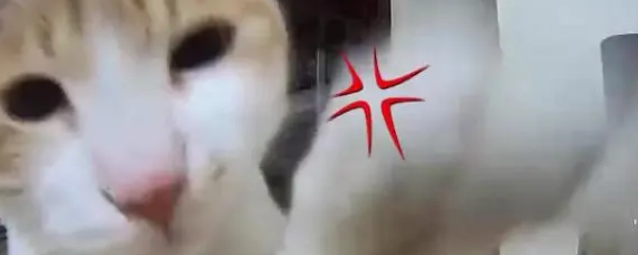 摄像头在猫咪眼中，到底是怎样的存在？