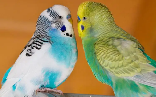 怎样让鹦鹉快速学会说话？主人来学习下吧