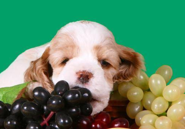 今日科普：狗可以吃提子吗