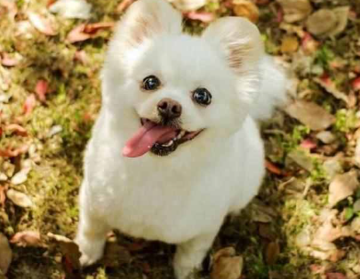 小狗品种都有啥，看这里！