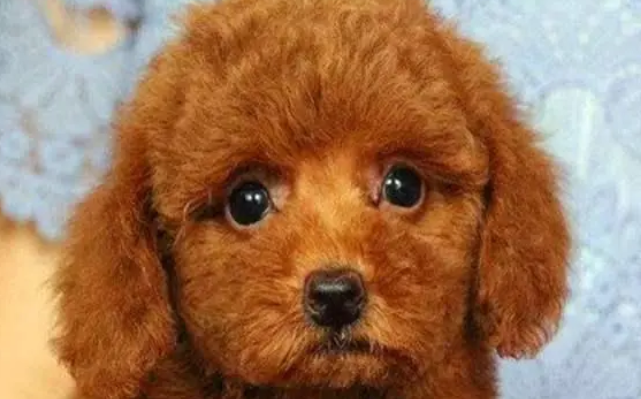 泰迪需要一直吃钙片吗