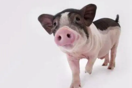 麝香猪好不好养？掌握这些就很简单