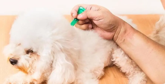 宠物医院不会告诉你的，实用养狗小知识，快码住！