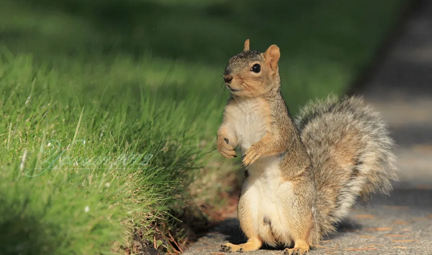 松鼠智商相当于几岁？说出来你可能不信！