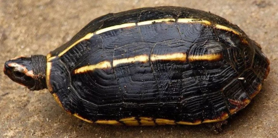 养龟须知：三龙骨龟可以和黄额养一起可以吗？