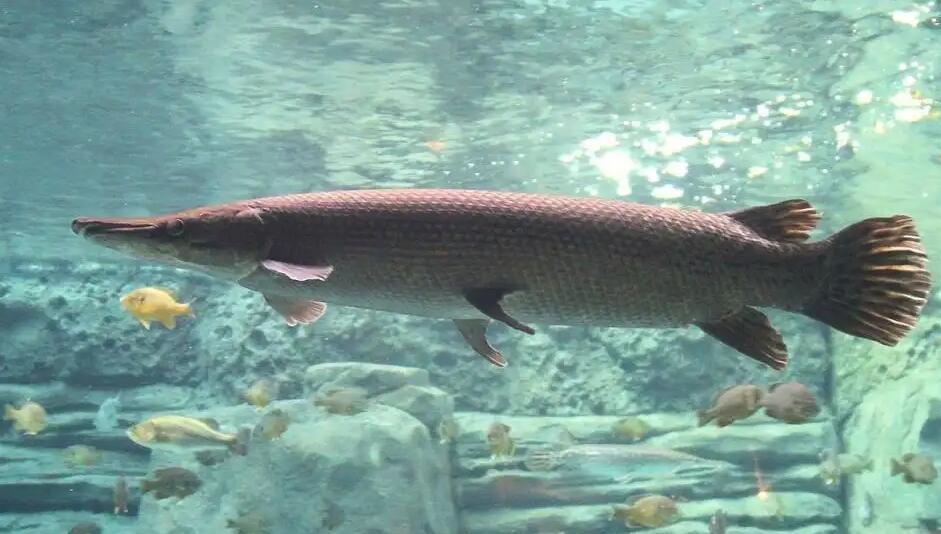 看上去超“娇气”的火箭吊，竟然一点都不挑食！