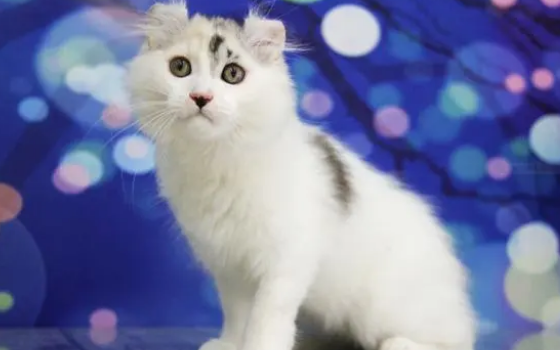 猫咪可以天天吃营养膏吗？