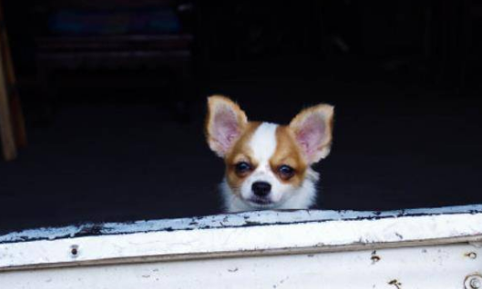 吉娃娃智商相当于几岁小孩?看完真的吓一跳 吉娃娃智商相当于几岁小孩?看完真的吓一跳