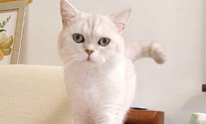 银点和银渐层配出来是什么？快来了解一下吧