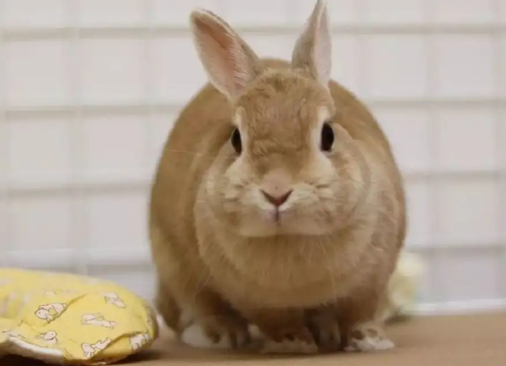 荷兰侏儒兔喂食方法，主人有必要get一下