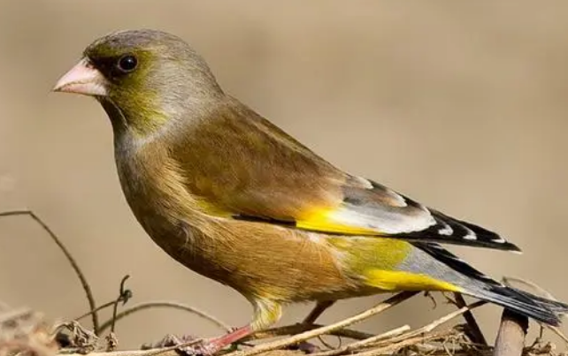 金翅雀幼鸟可以吃什么?来看看吧 金翅雀幼鸟可以吃什么?来看看吧