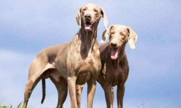 狗呼哧呼哧的像犯哮喘的声音是怎么回事？快来看