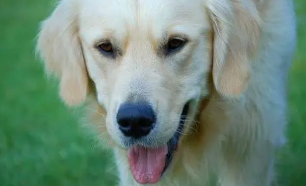 狗狗羊奶粉有哪些好处？