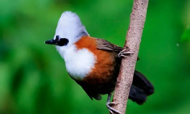 白冠噪鹛多少钱一只？具体看这里