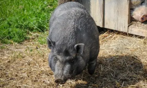 越南大肚猪多少钱一只？看这里