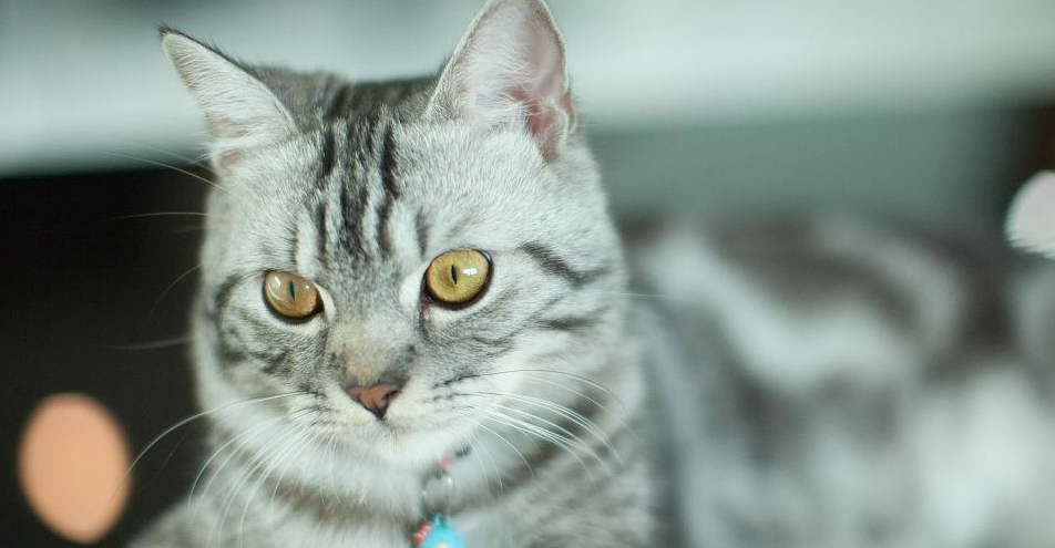 小美短太活泼怎么办？教你一招