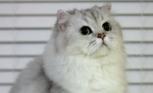 金吉拉与长毛渐层的区别都在这里,铲屎官速进! 金吉拉与长毛渐层的区别都在这里,铲屎官速进!