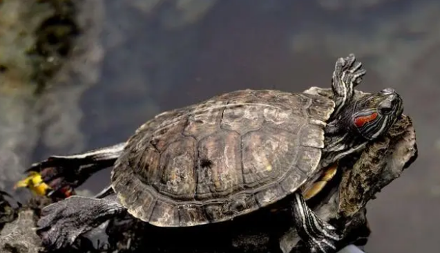 乌龟多久喂一次龟粮？乌龟的饮食习惯
