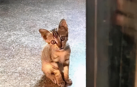 猫守门口代表什么意思?一起来看看 猫守门口代表什么意思?一起来看看