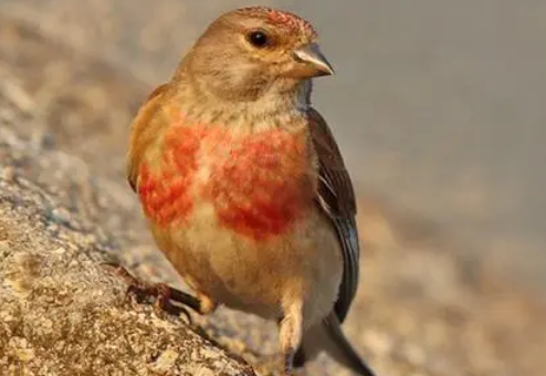 赤胸朱顶雀价格是多少？来get一下吧