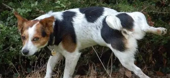 狗会看到不干净的东西吗?答案在这里 狗会看到不干净的东西吗?答案在这里