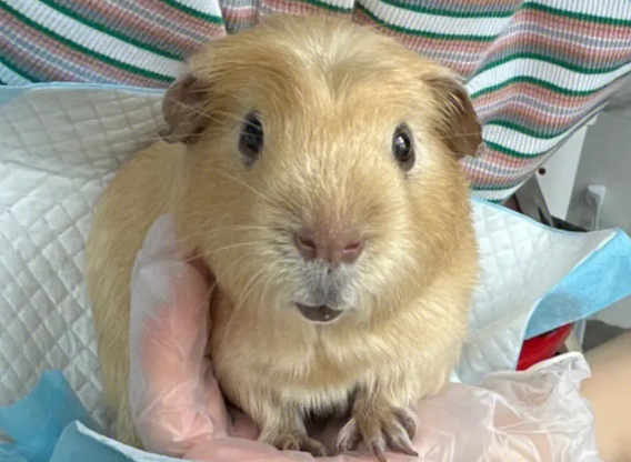 豚鼠为什么叫荷兰猪?来了解一下吧 豚鼠为什么叫荷兰猪?来了解一下吧