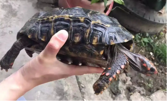 红腿陆龟怎么区分公母，新手铲屎官必须了解！