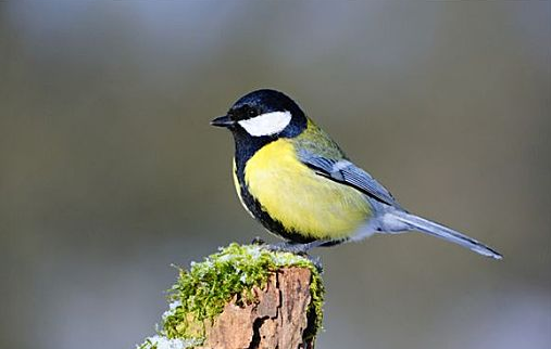 大山雀怎么分公母？主人来了解下吧