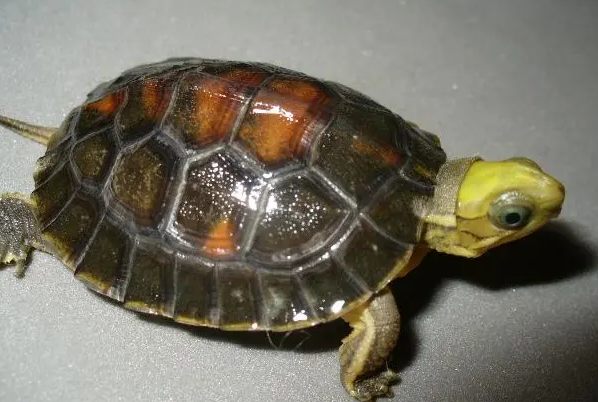 潘氏闭壳龟跟金头闭壳龟区别？想养的人看过来