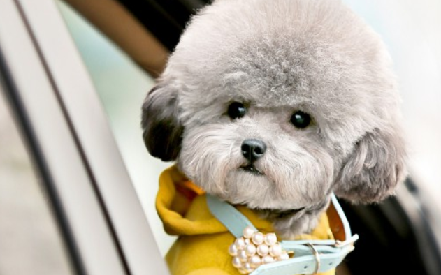 金毛和柯基哪个开销大？不妨来了解一下