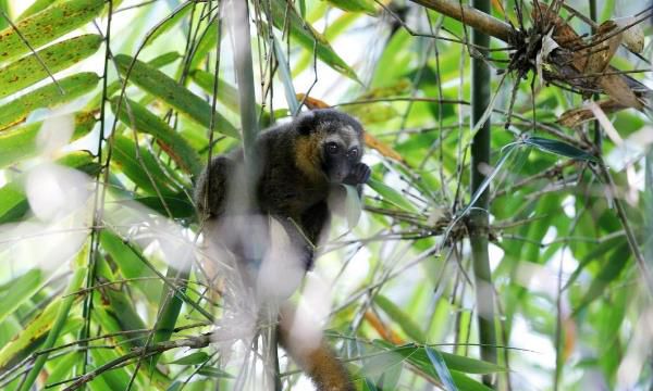 居然有猴子不爱吃香蕉?让我们一起走近金竹驯狐猴吧 居然有猴子不爱吃香蕉?让我们一起走近金竹驯狐猴吧