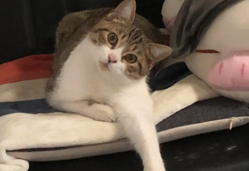 猫咪失格什么意思？感兴趣可以来看看！