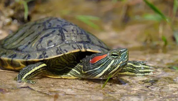 巴西龟很凶怎么回事?来这里了解一下吧 巴西龟很凶怎么回事?来这里了解一下吧