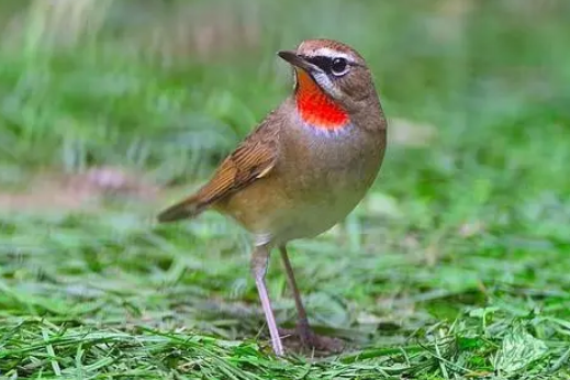 红靛颏鸟能喂葡萄吗?饲主来看看 红靛颏鸟能喂葡萄吗?饲主来看看