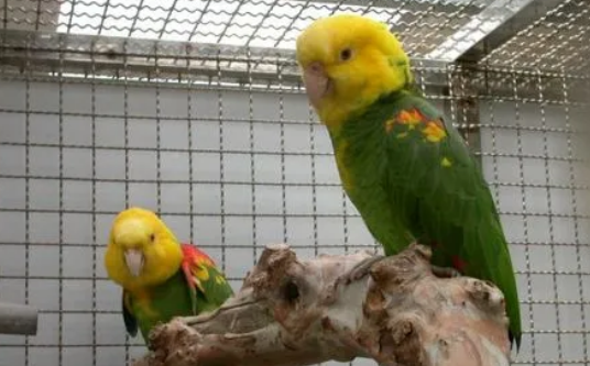 双黄头亚马逊鹦鹉怎么繁衍？来了解下吧