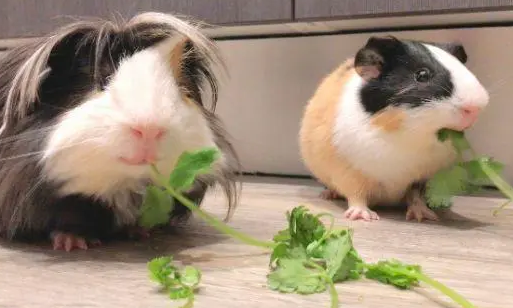 萌宠饲养攻略：母荷兰猪怀孕的表现