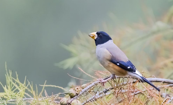 怎么给蜡嘴雀洗澡，这些方法你会了吗？