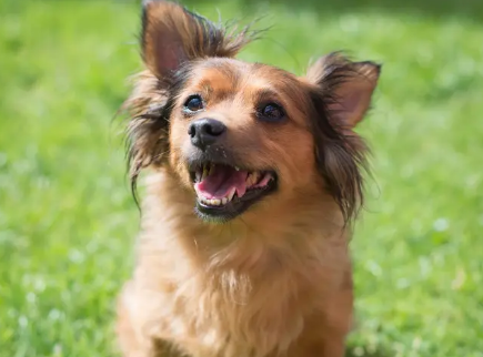 为什么狗听到啧啧声会跑过来？新手必看