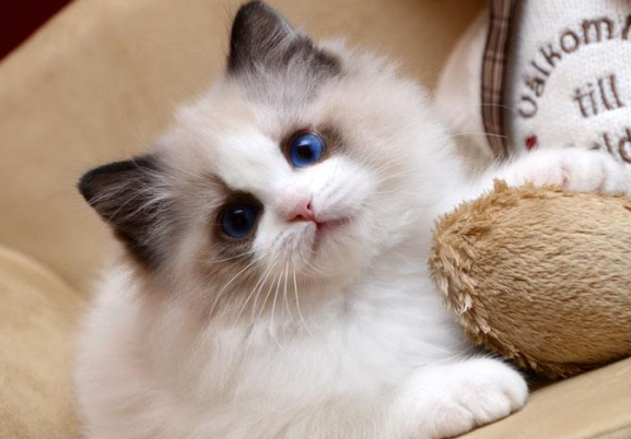 布偶猫的7种分类，看看你知道几个