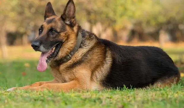 单身女生养什么狗防身？快来了解一下