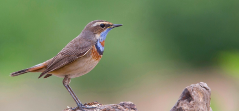 蓝点颏怎么压口?有什么办法? 蓝点颏怎么压口?有什么办法?