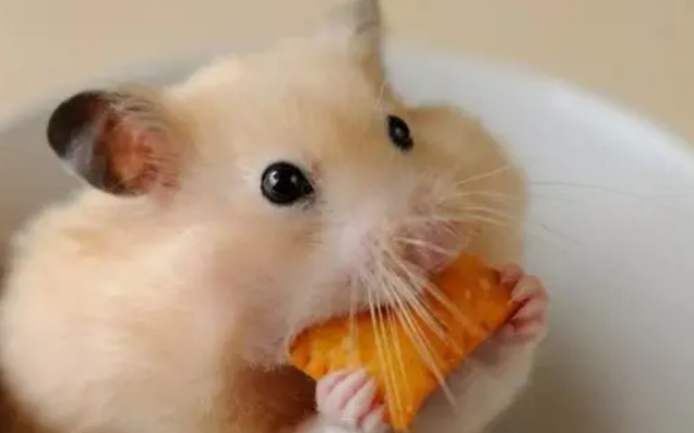 仓鼠夏天可以洗澡吗？仓鼠夏天仓窝要放木屑吗？