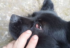 今日科普:狗狗的眼睛结构和视觉解析 今日科普:狗狗的眼睛结构和视觉解析